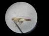Caloptilia sp.